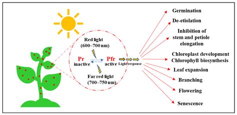 phytochrome|phytochrome action.